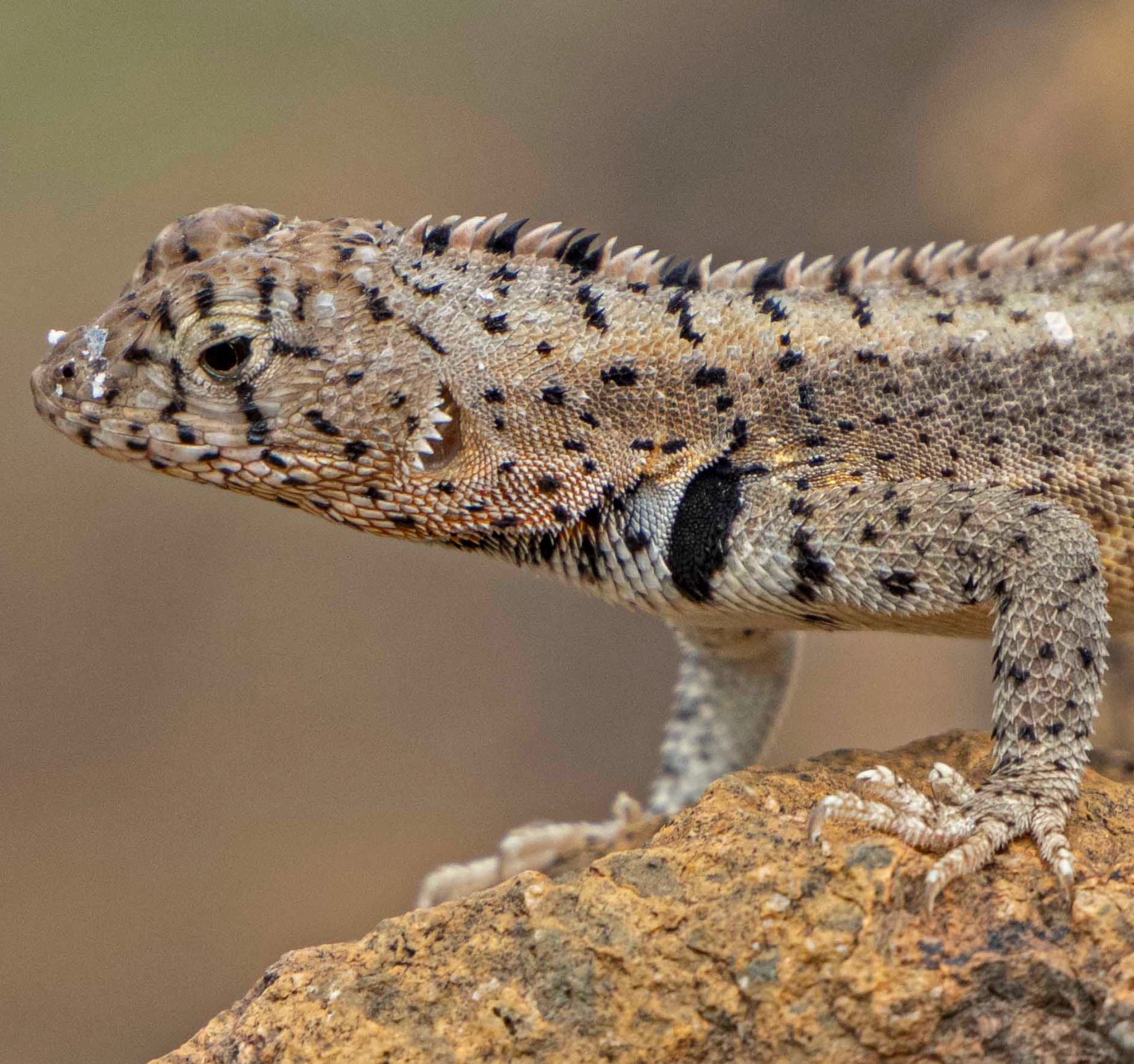 lagartija