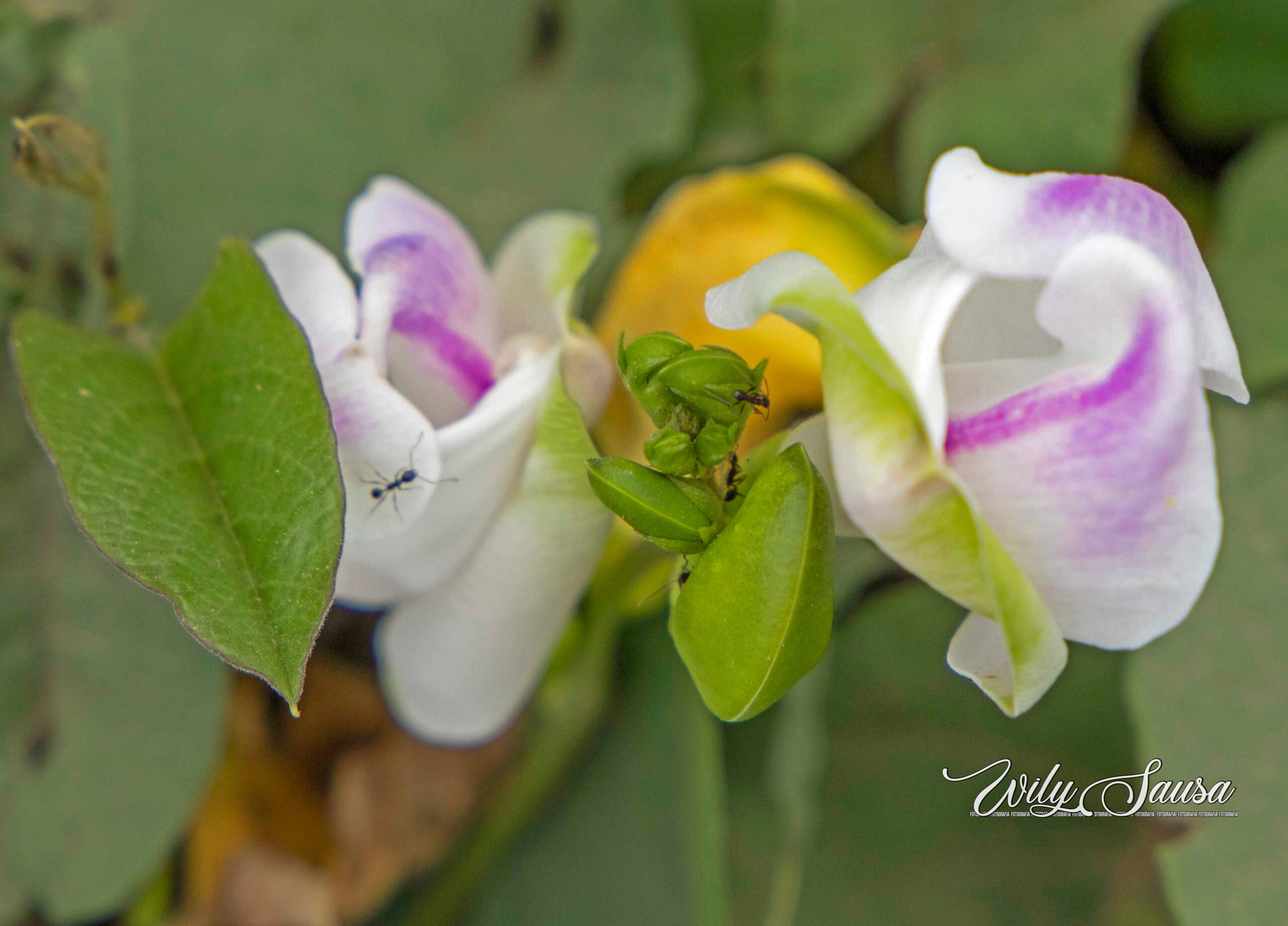 _9_MG_8613_flor