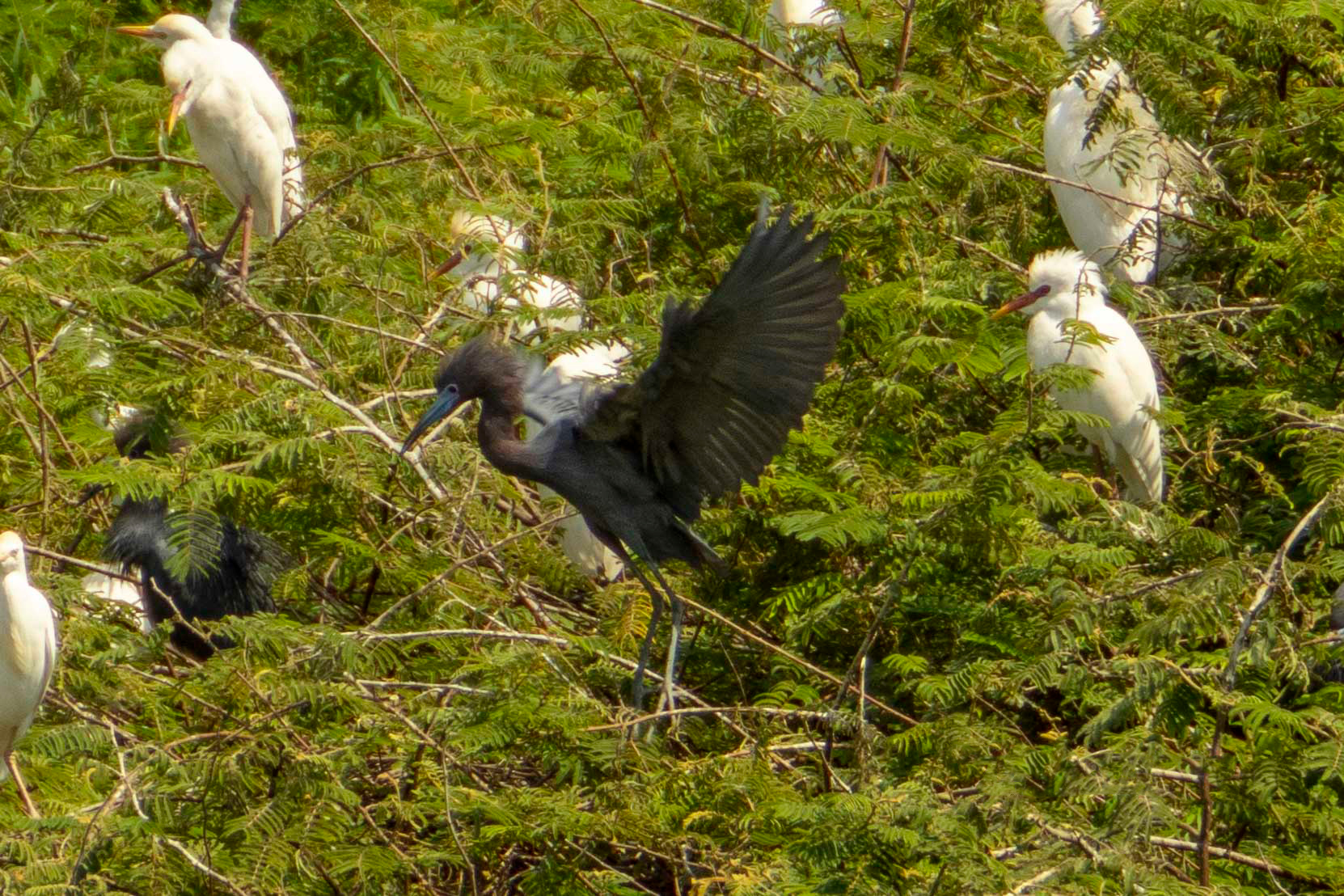 Biodiversidad-San-Luis-Oyotun Chiclayo Lambayeque Perú
