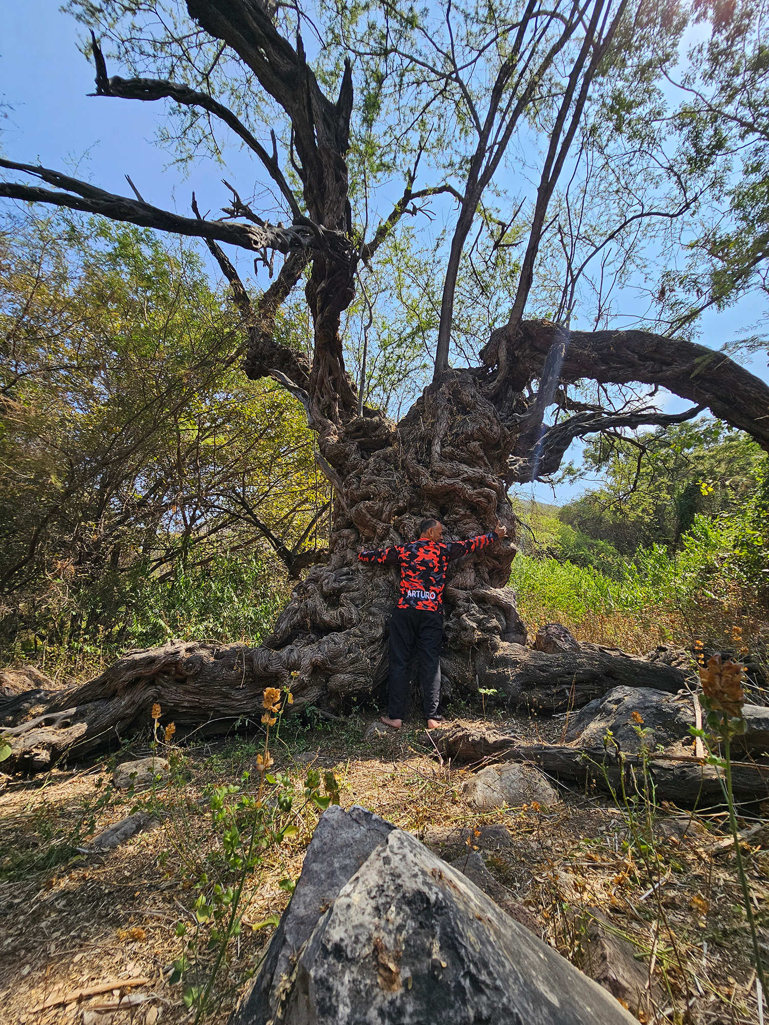 Motupe-arbol-milenario-lambayeque-trail-2-Arturo-Matto árbol milenario motupe el coloso gran algarrobo de lambayeque