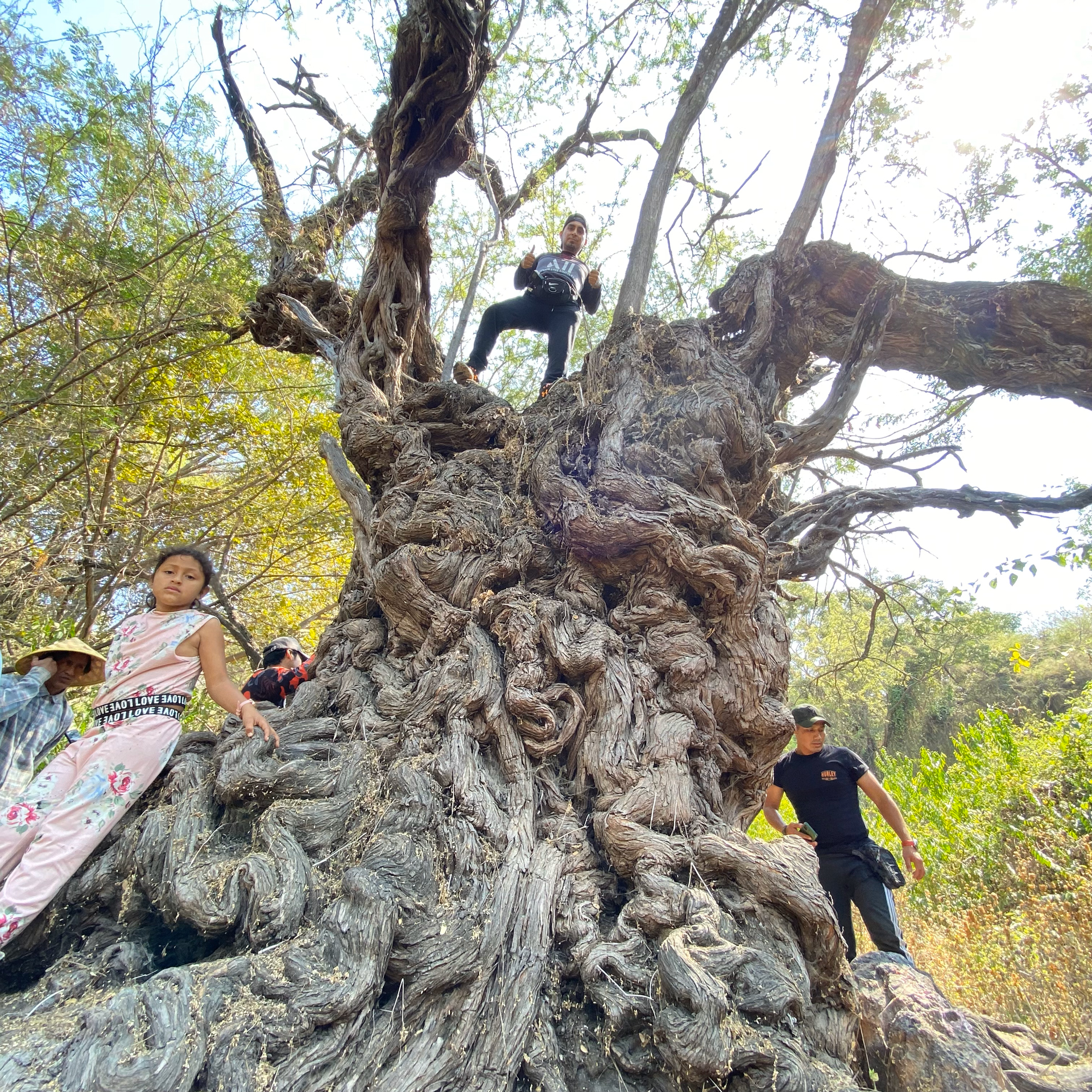cesar-zapata-coloso-de-chalpon-arbol-milenario-de-motupe-IMG_7374 árbol milenario de motupe